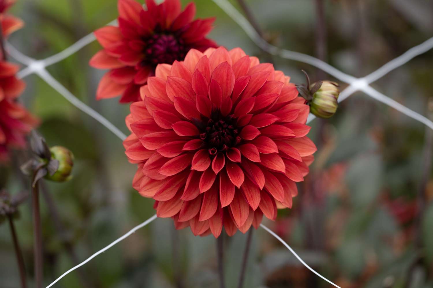 Dahlia 'Danique'